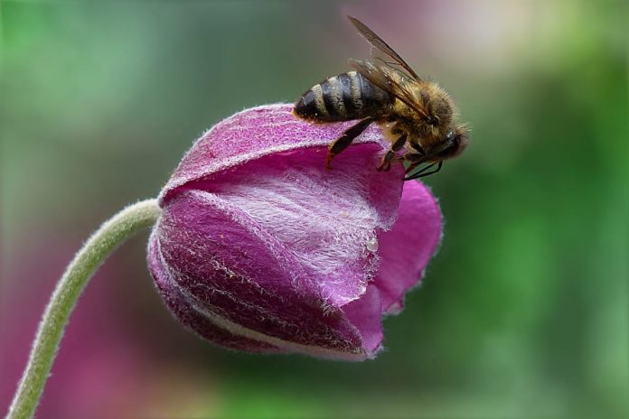 Giornata mondiale delle api ape impollina un fiore rosa