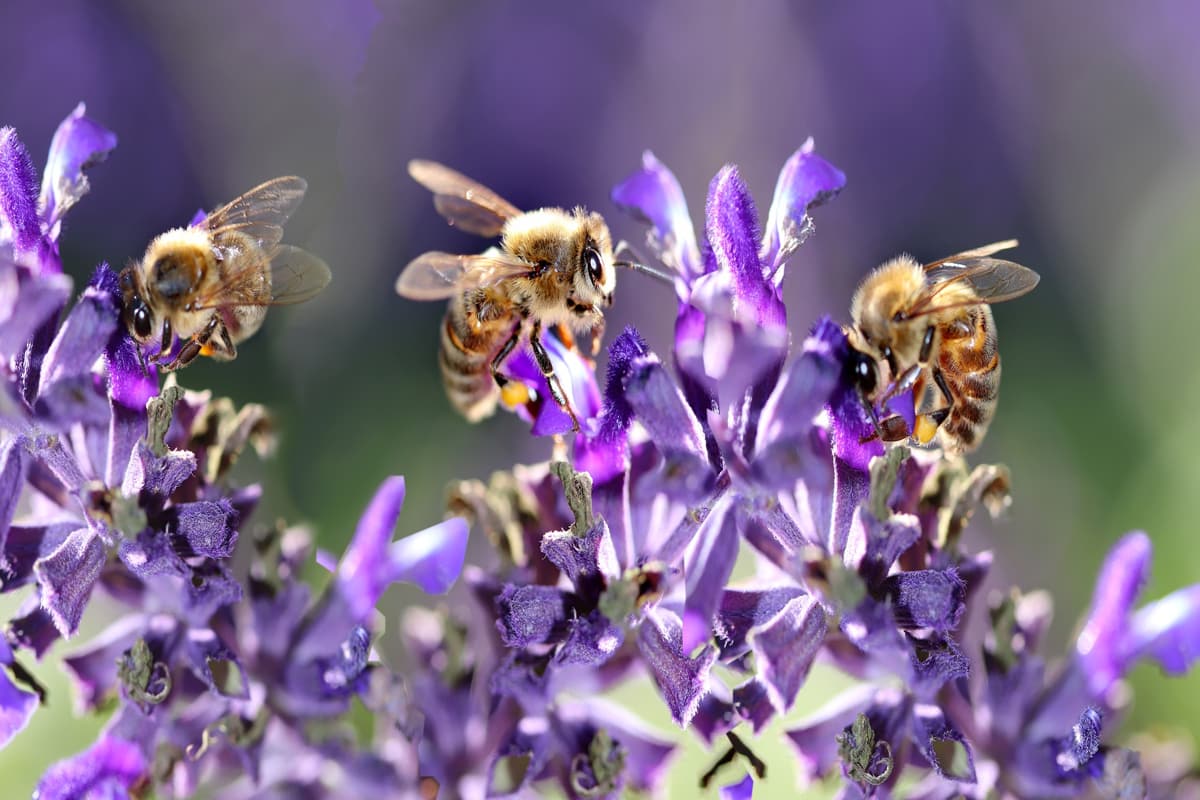 tre api impollinano fiori di lavanda