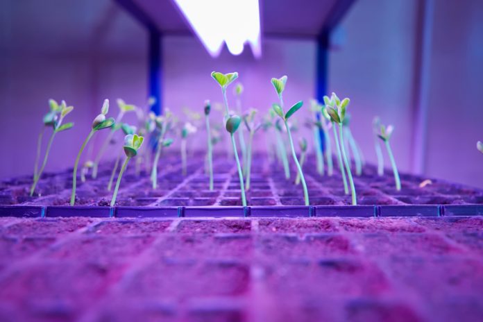 Piante germogliano dentro una grow box Piante germogliano dentro una grow box