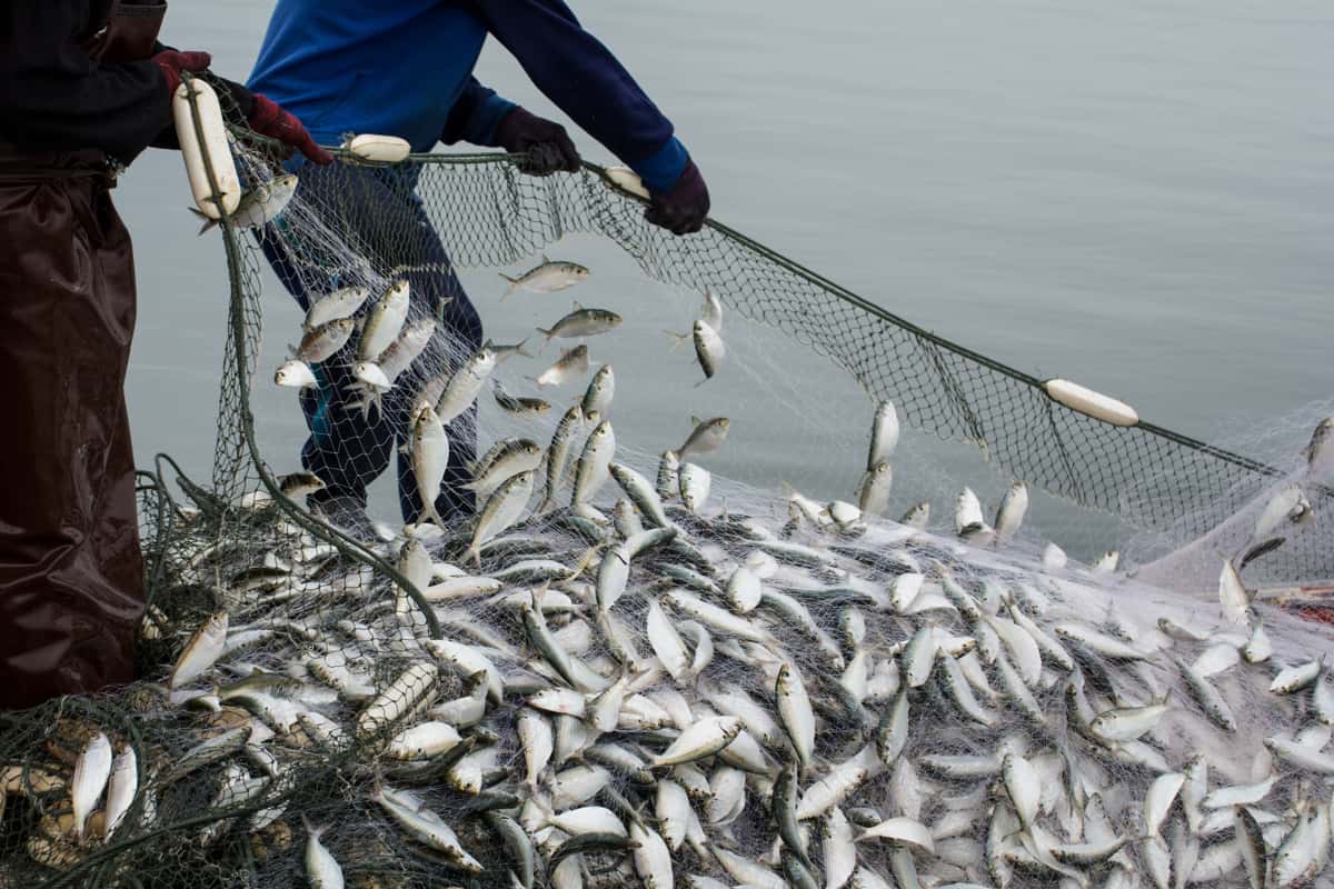 pesca sostenibile con rete