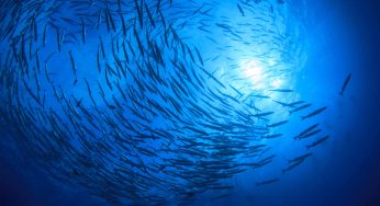 Pesca sostenibile, arrivano 6,1 miliardi dal Parlamento Europeo