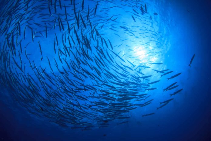 banco di pesci nel mare azzurro