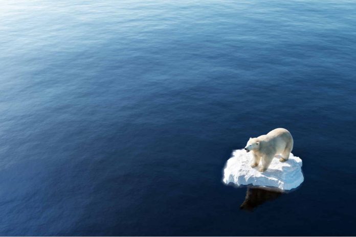 Conseguenze cambiamento climatico Orso polare su piccolo pezzo di ghiaccio in mezzo al mare
