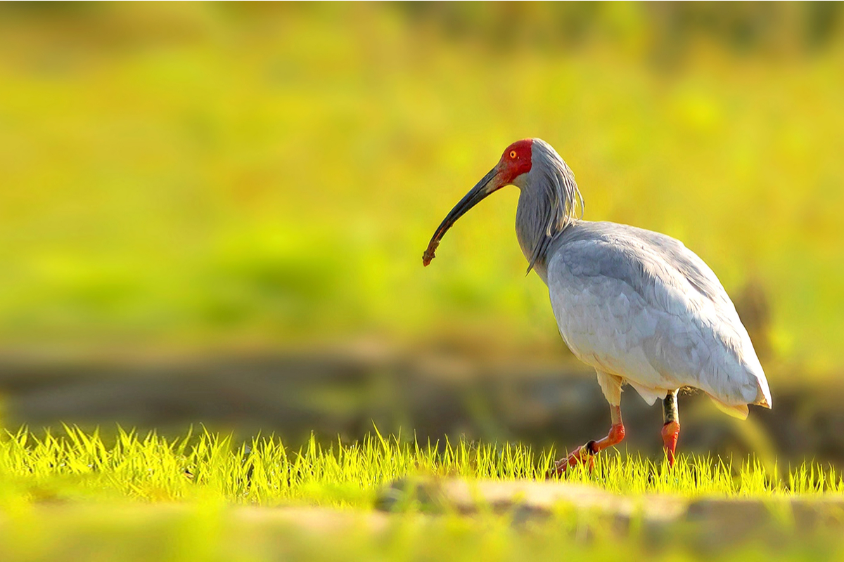 Ibis