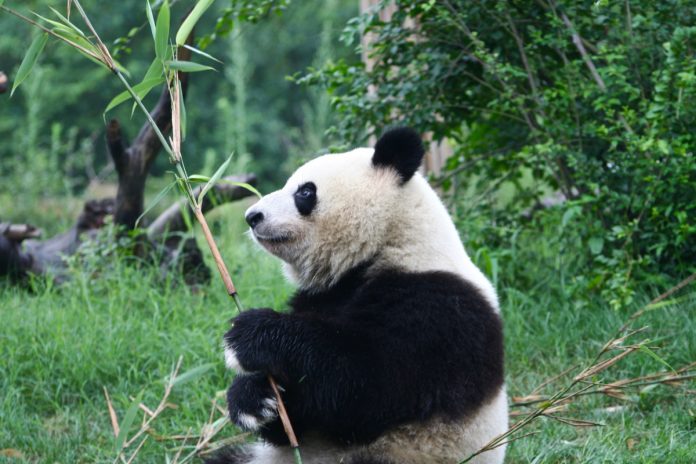 Panda gigante
