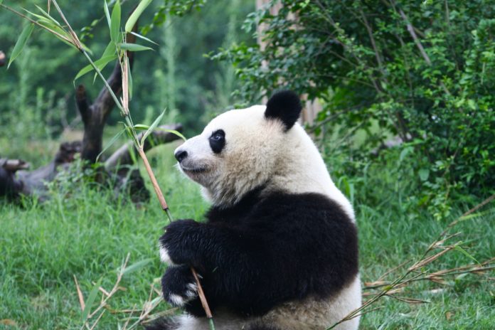 Panda gigante Panda gigante