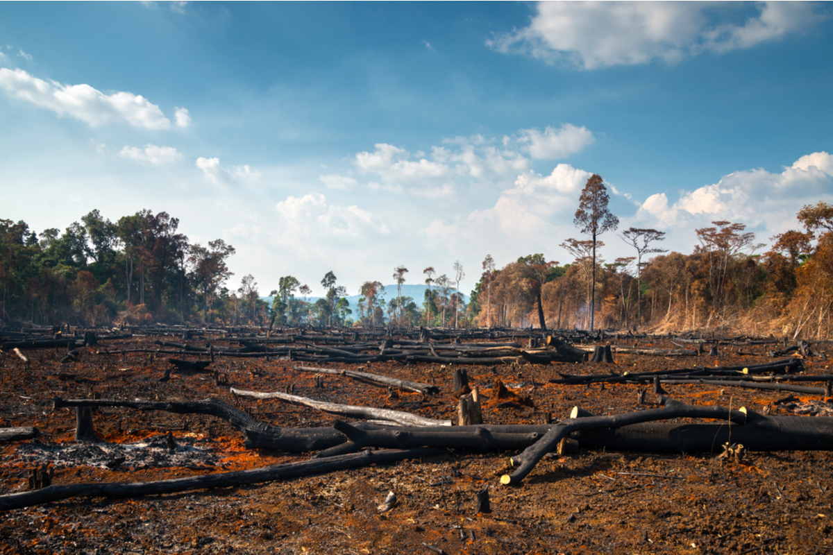 Deforestazione e cambiamento-climatico