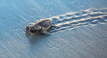 Ottime notizie per le tartarughe marine: record di nascite lungo le coste italiane