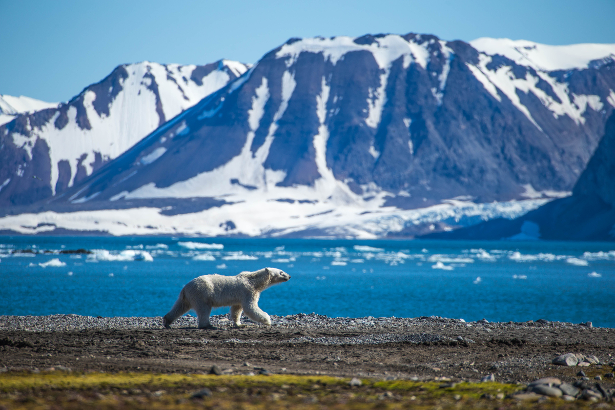 Orso polare vittima dei cambiamenti climatici