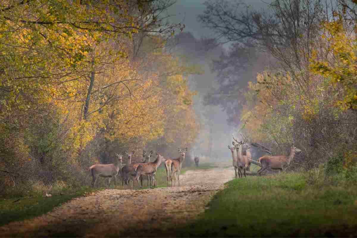 animali bosco