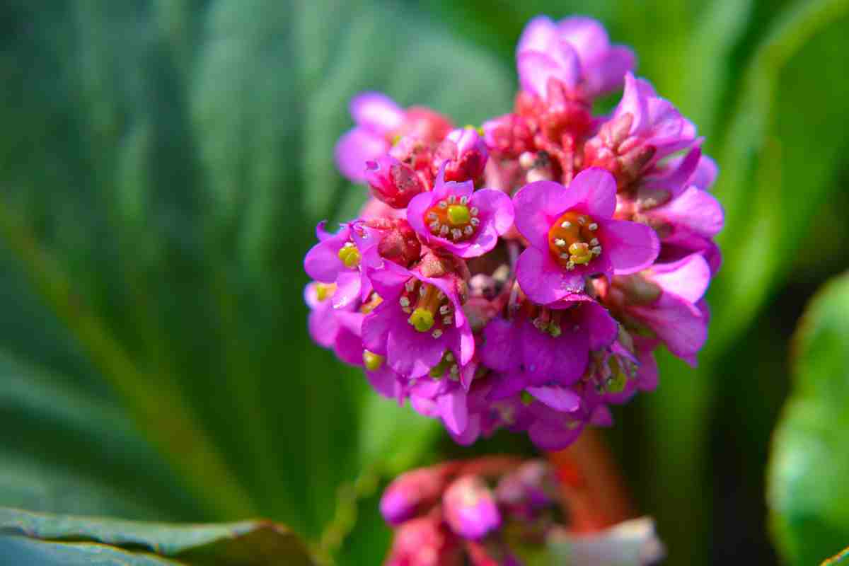 Bergenia