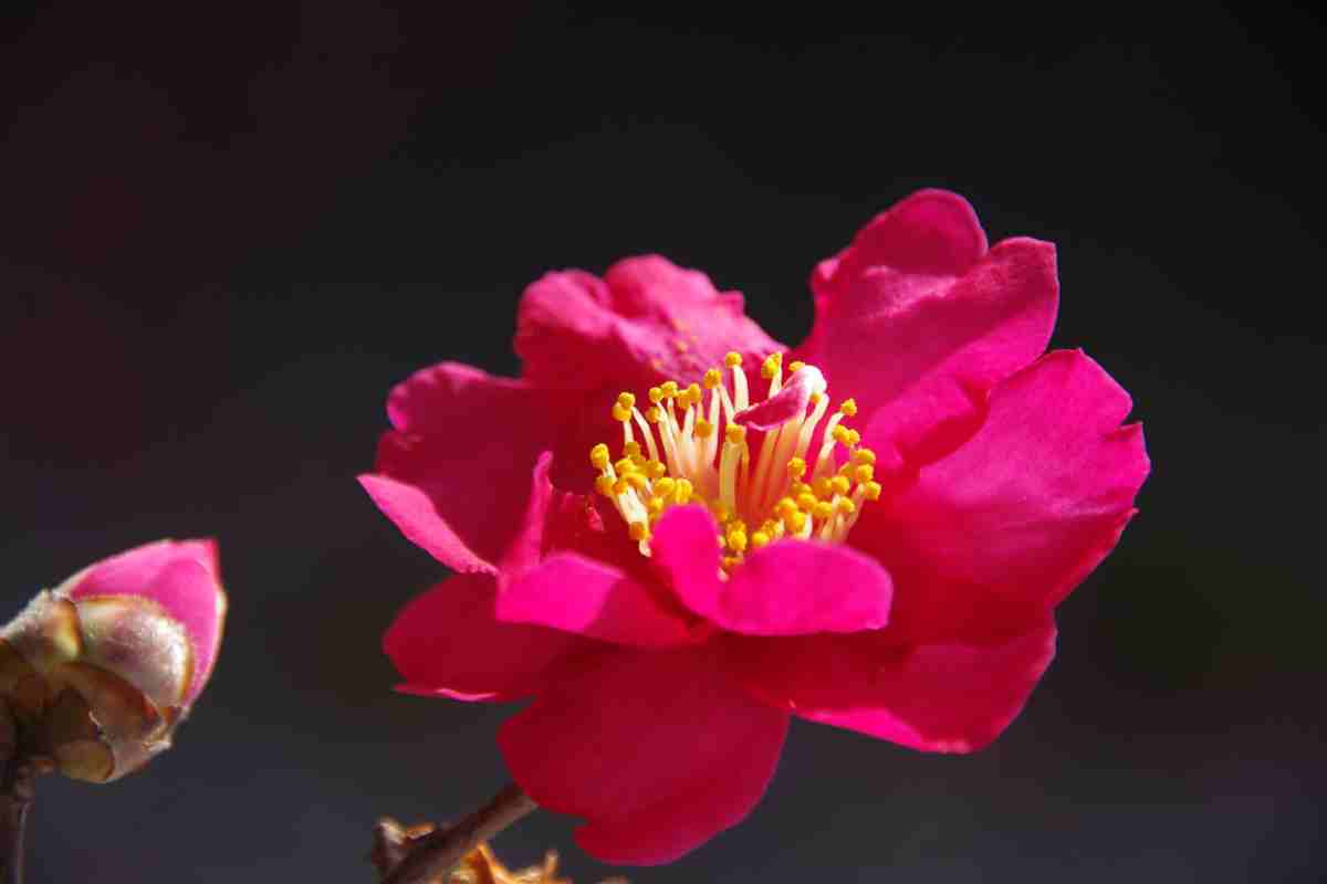 Camelia Sasanqua