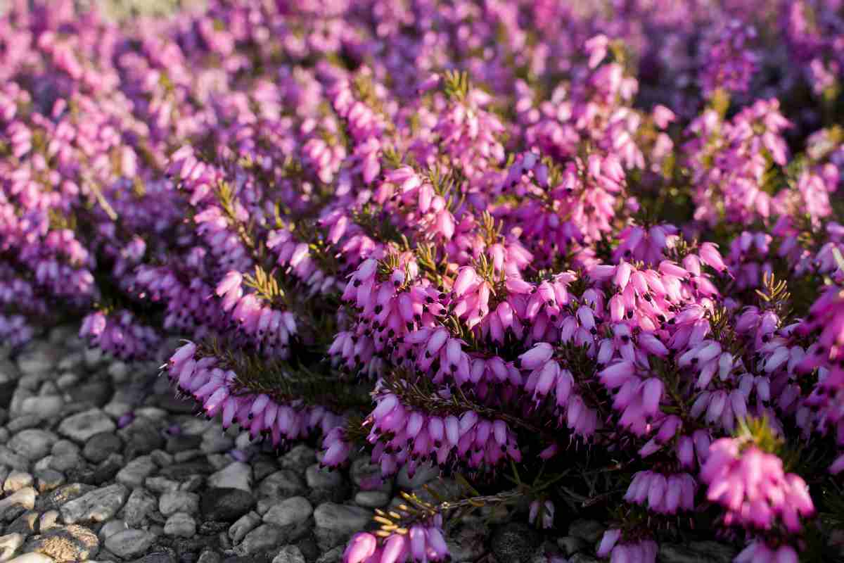 Erica invernale