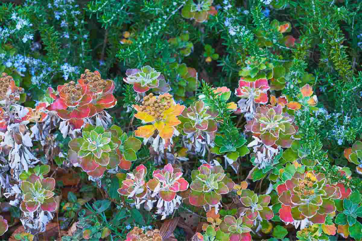 Fiori invernali che resistono al freddo