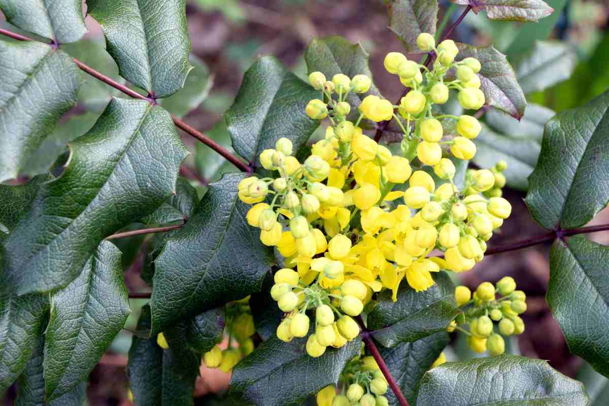 Mahonia