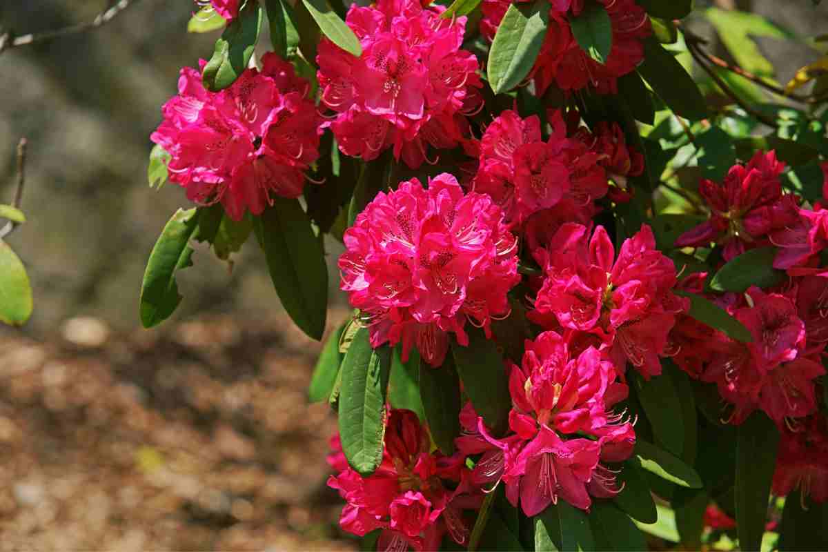 Rododendro