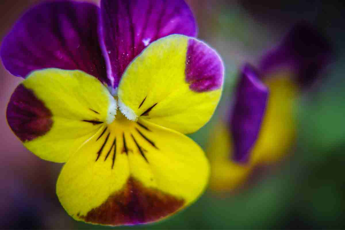 viola cornuta