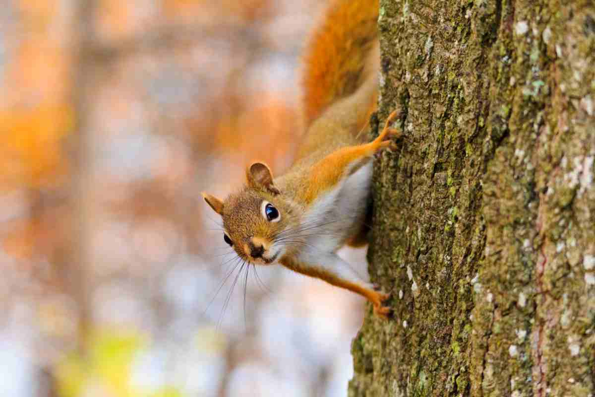 Animali che vanno in letargo