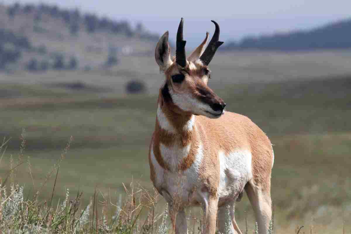 Antilope