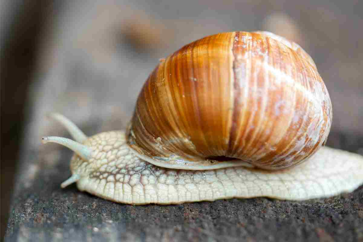 Chiocciole, animali che vanno in letargo