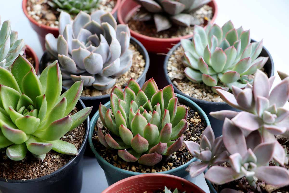 Echeveria