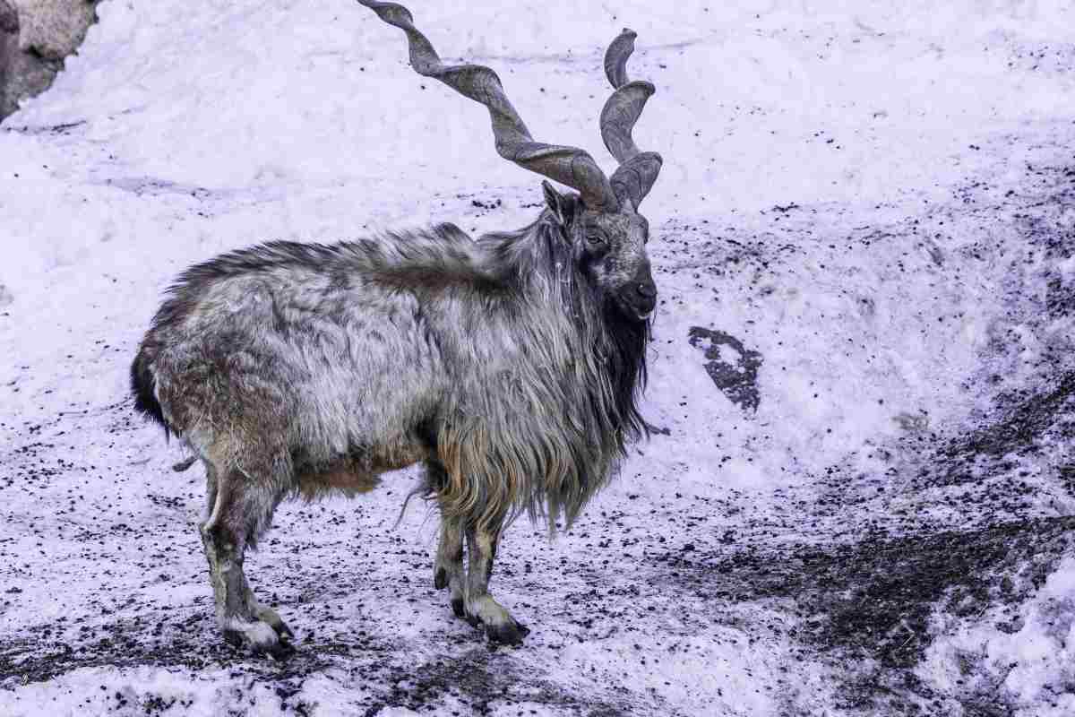 Markhor