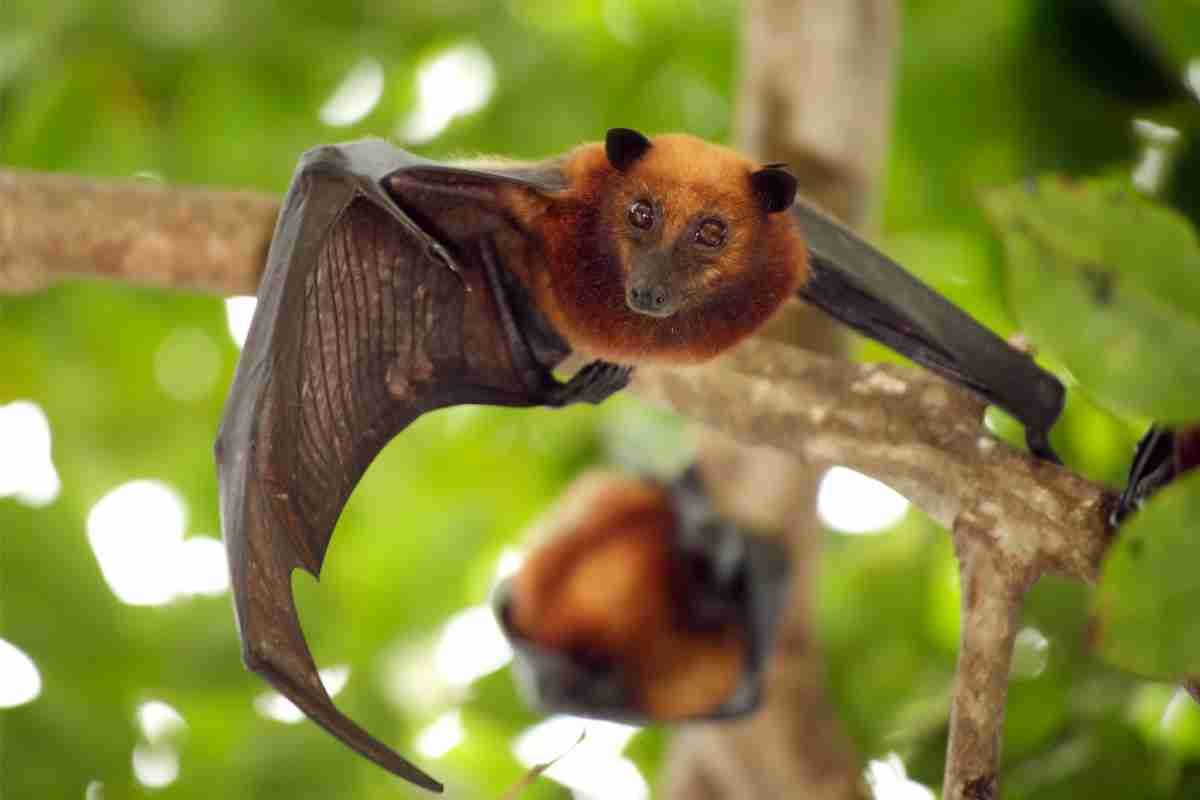 Pipistrello 