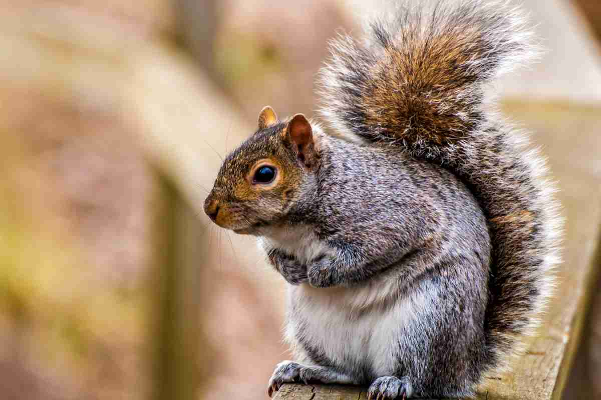 Scoiattolo, uno degli animali che vanno in letargo in inverno