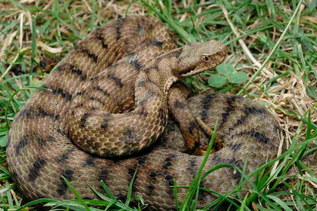 Vipera nel bosco