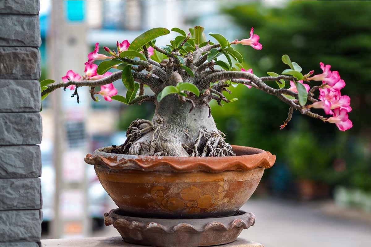 Adenium pianta grassa
