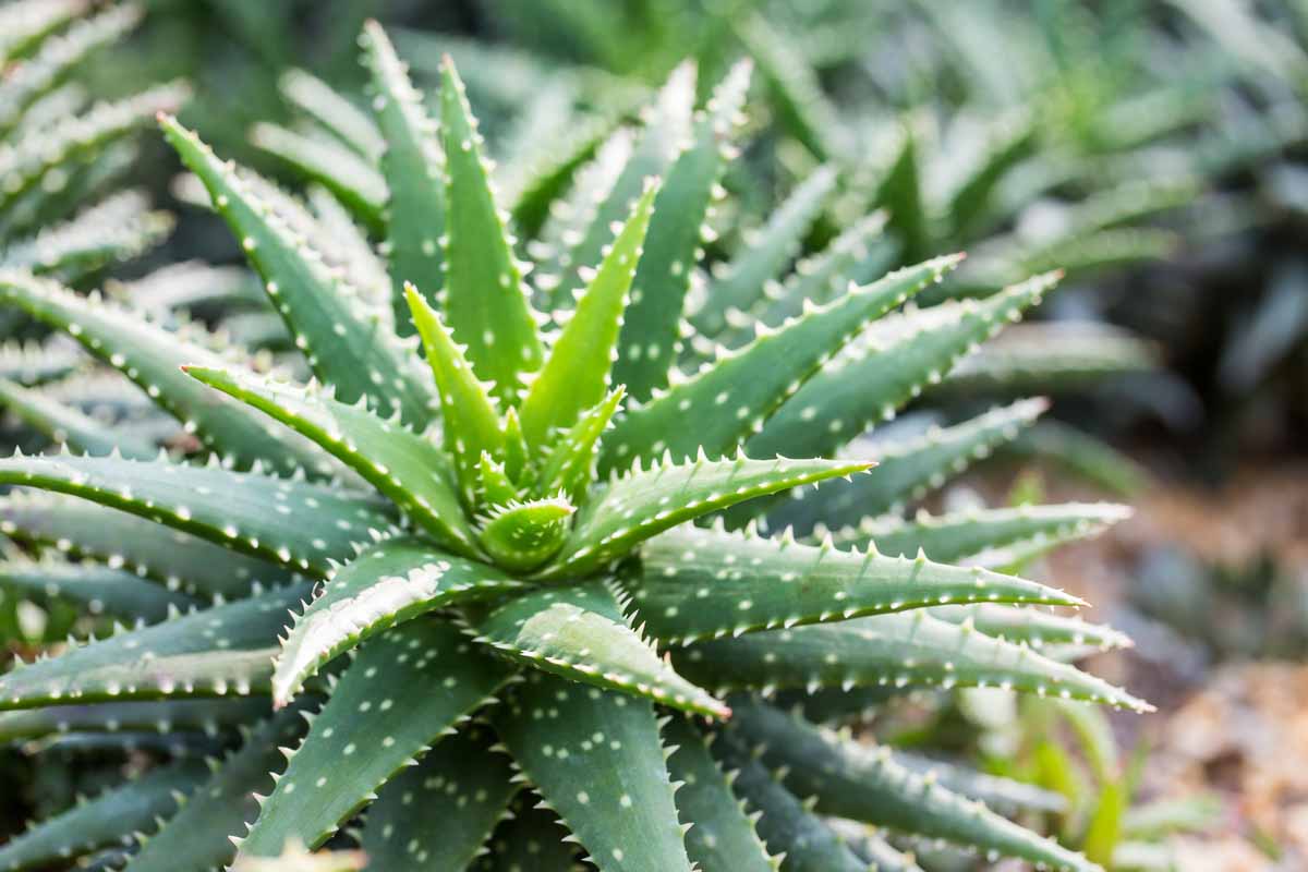 Pianta di Aloe vera