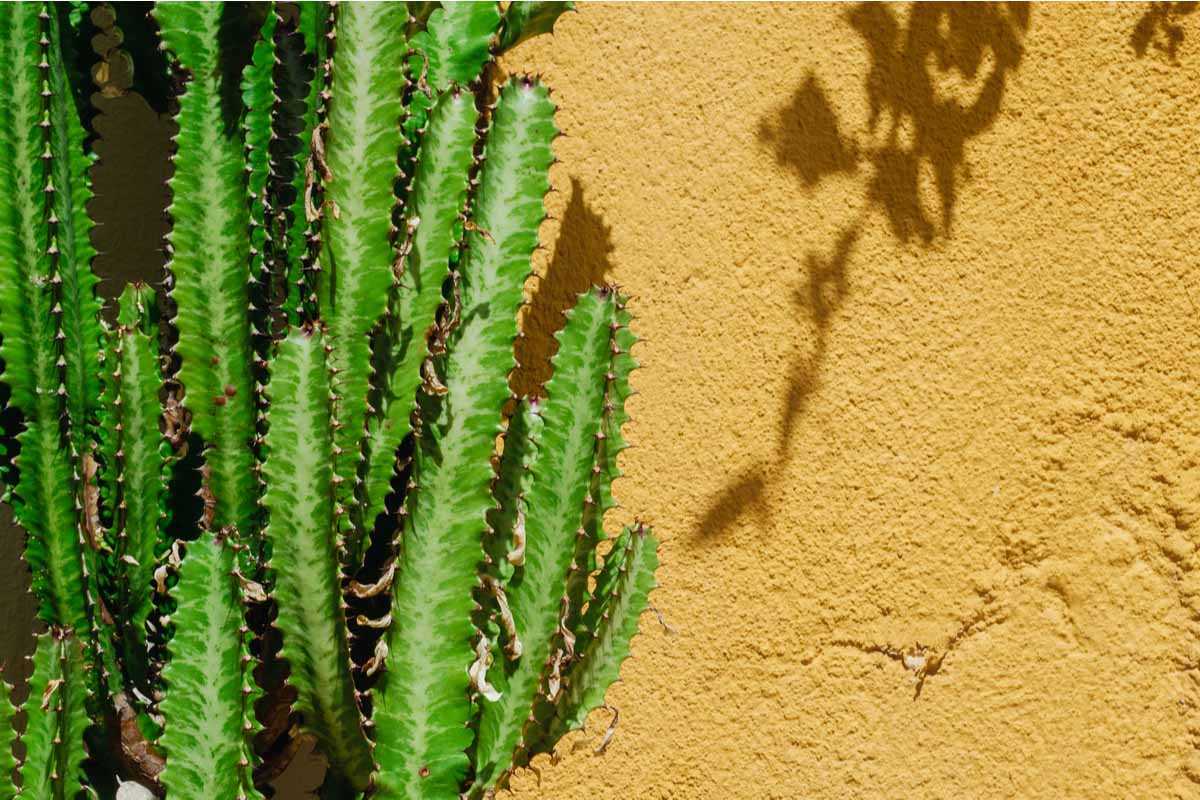 Euphorbia