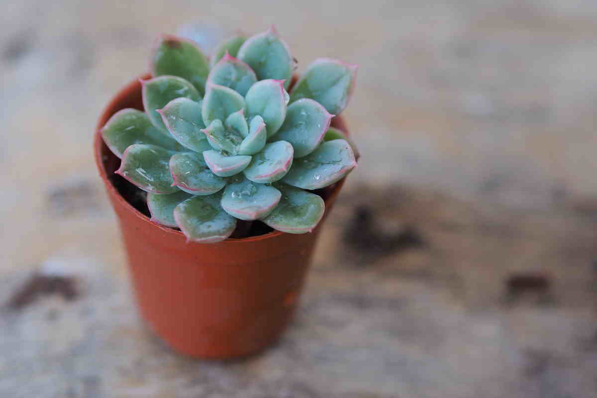 Echeveria in vaso