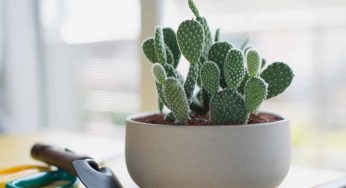 Piante grasse da appartamento: le più belle e facili da curare per dare un tocco green alla propria casa