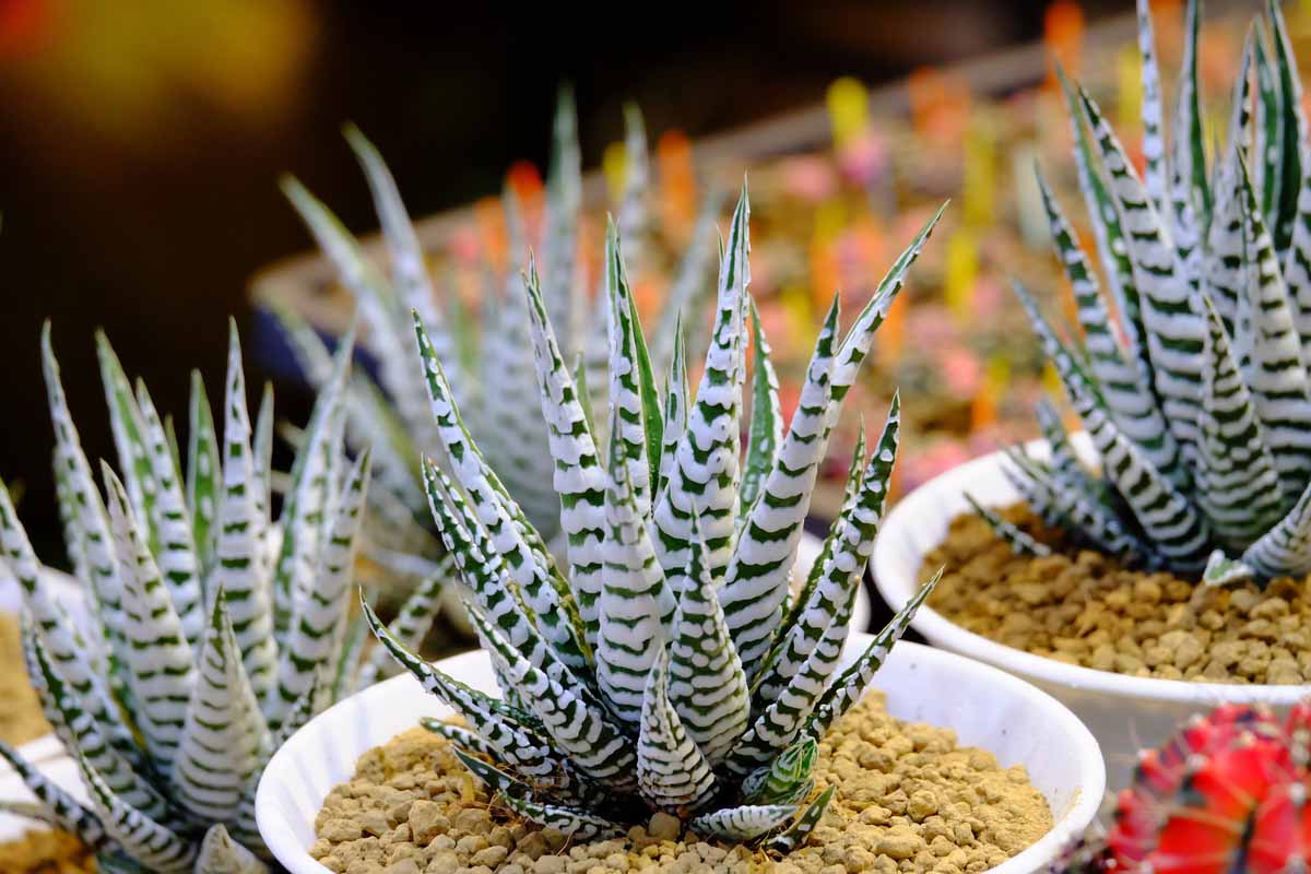 Haworthia