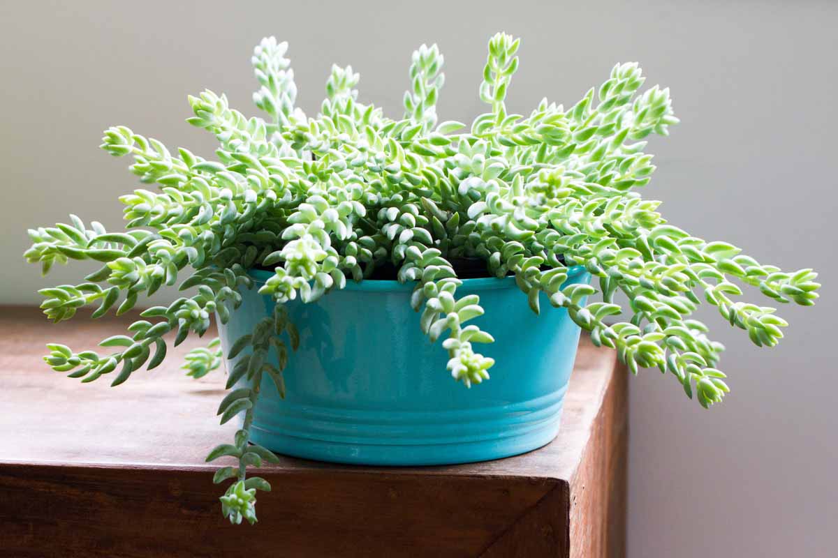 Sedum morganianum