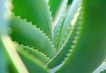 Aloe vera (Pixabay)