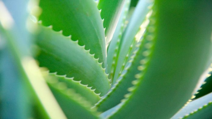 Aloe vera (Pixabay)