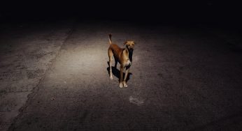 Perché il cane ha paura di uscire di notte?