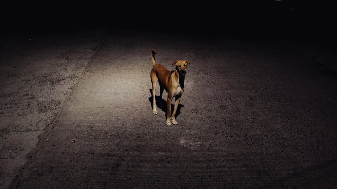 Perché il cane ha paura di uscire di notte?