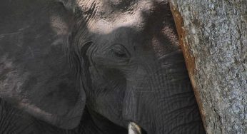 Il cambiamento climatico sta modificando il comportamento degli animali