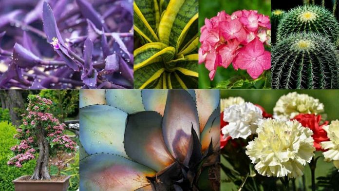 Piante (Collage Ecoo.it da Pixabay) Piante (Collage Ecoo.it da Pixabay)