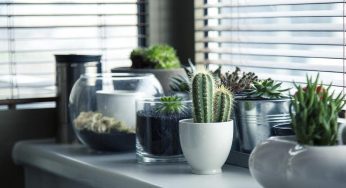 Piante grasse a casa: gli errori da non commettere