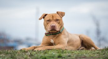 Il carattere del cane dipende anche dalla razza?