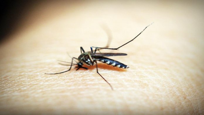 Puntura zanzare (Pexels)