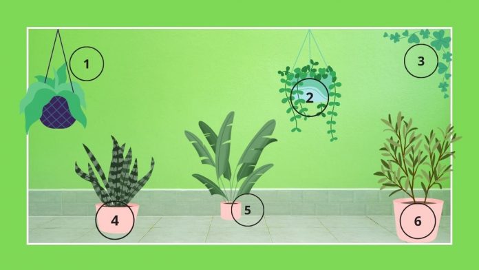 Test scegli una pianta (Foto Ecoo.it)