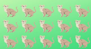 Solo pochi riescono a trovare il gatto differente | Test