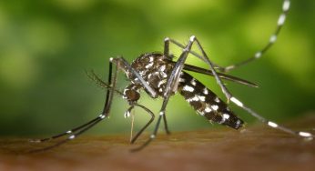 Zanzara tigre: come riconoscerla e perché è pericolosa