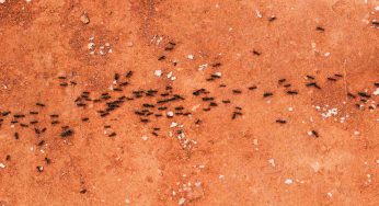 Formiche in casa: come liberarsene col trucco dei tappi