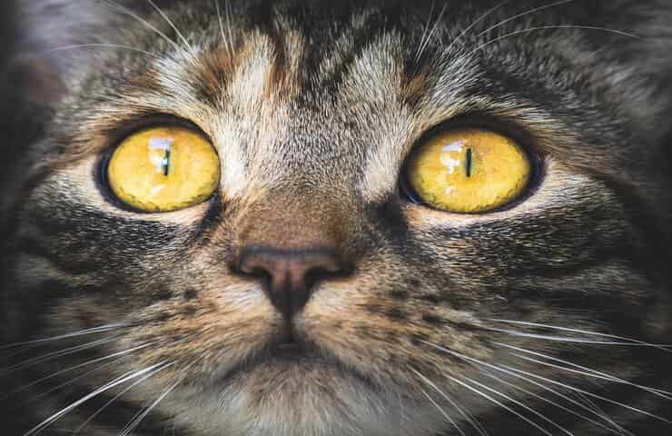 Gatto (Foto Pixabay)